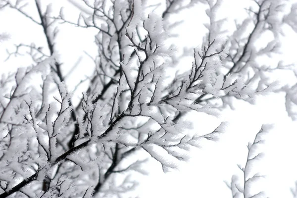 Branches Arbres Couvertes Neige Givre — Photo