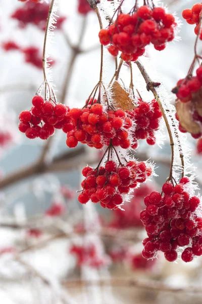 雪の中で赤い熟した灰果実の枝 — ストック写真