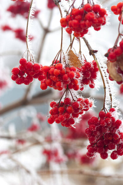 Branch of red ripe ash berries in snow 