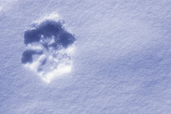 雪花飘落在雪地里 — 图库照片