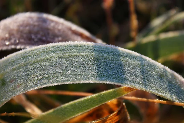 Foglia coperta dal gelo — Foto Stock