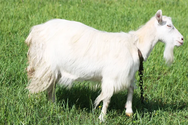 Capra su un campo — Foto Stock