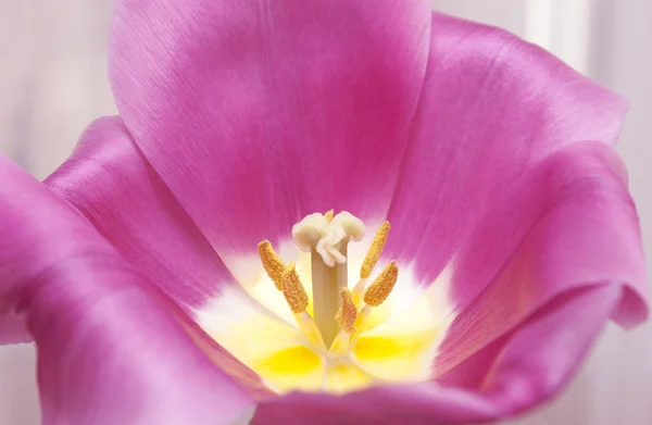 Pink  tulip — Stock Photo, Image