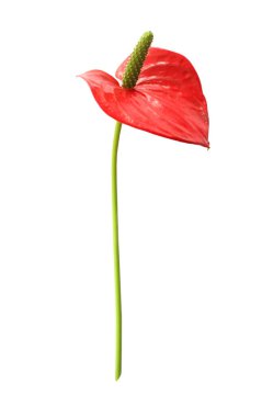 Beyaz arkaplandaki kırmızı Anthurium çiçeği.