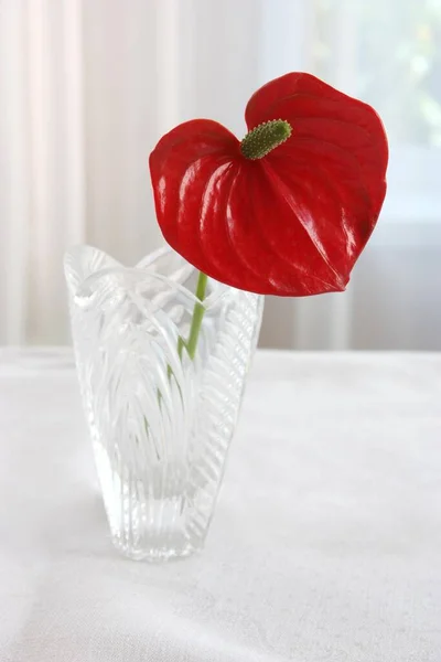 Red Anthurium Flower Vase White Background — Stock Photo, Image