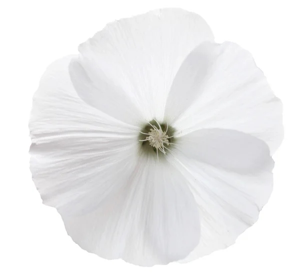 Lavatera Trimestris Λευκό Λουλούδι Λευκό Φόντο — Φωτογραφία Αρχείου