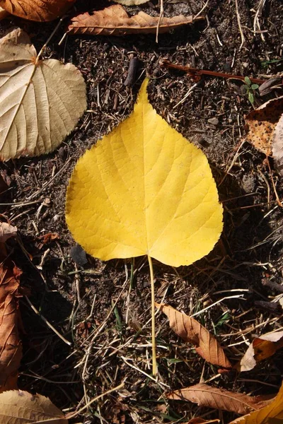 One Yellow Leaf Ground Autumn — Stock Photo, Image
