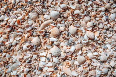 Deniz kabuklarının çeşitliliği.