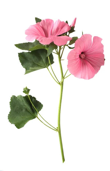 Lavatera Trimestris Růžová Květina Bílém Pozadí — Stock fotografie