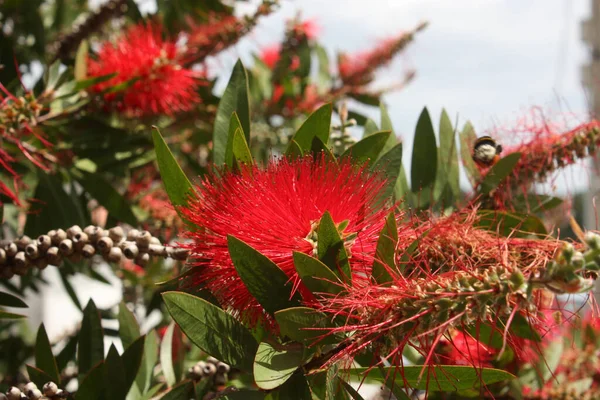 Közelről Kilátás Pohutukawa Virág Virágzik — Stock Fotó