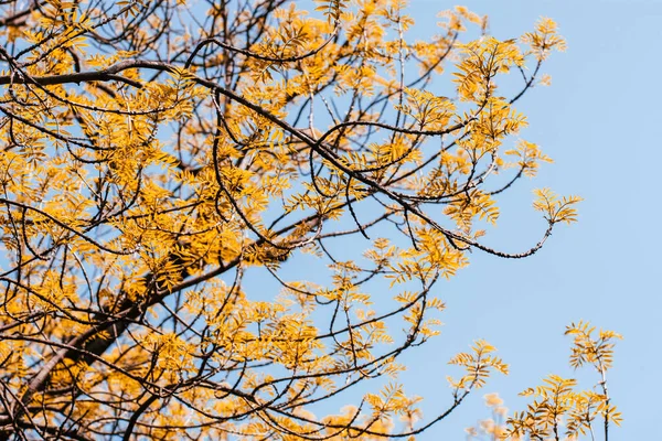 Ramas Árboles Con Hojas Amarillas Sobre Fondo Cielo Azul —  Fotos de Stock