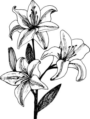 Ayrıntılı taç yaprakları ve yaprakları olan şık siyah beyaz zambak çizimi botanik temalar, tasarım ve dekorasyon için mükemmel..