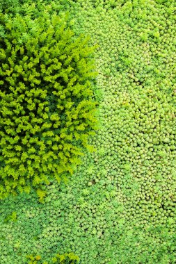 Parlak yeşil yosun ve sulu suların doğal dokusu ormanda birlikte büyür, tazelik, ekoloji ve doğal tasarım kavramı.