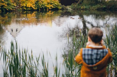 Sevimli çocuk yürür ve renkli bir sonbahar Park teşkil etmektedir. Çocuk sırtı ile standları ve Gölde ördekler fotoğraflarını çekiyor. Tonlama.