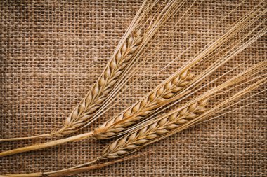 Çuval bezi bir arka plan üzerinde yalan buğday kulakları kesilmiş. Sonbahar arka plan kavramı. Tonlama.