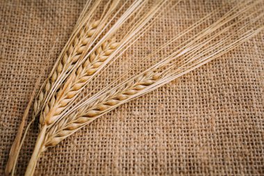 Çuval bezi bir arka plan üzerinde yalan buğday kulakları kesilmiş. Sonbahar arka plan kavramı. Tonlama.