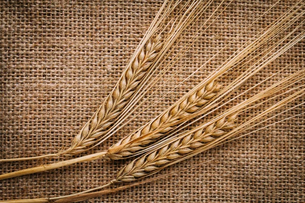 Çuval bezi bir arka plan üzerinde yalan buğday kulakları kesilmiş. Sonbahar arka plan kavramı. Tonlama.