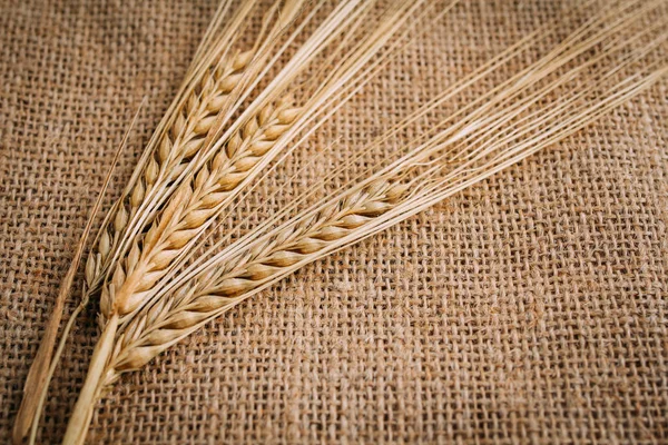 Çuval bezi bir arka plan üzerinde yalan buğday kulakları kesilmiş. Sonbahar arka plan kavramı. Tonlama.
