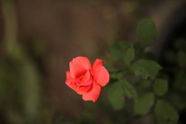 Çiçek: Lale, gül ve diğerleri