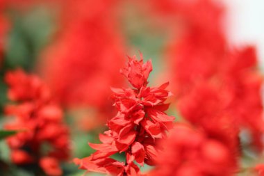 Çiçek: Lale, gül ve diğerleri