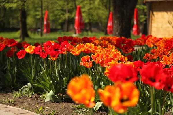 Blommor Tulpaner Rosor Och Andra — Stockfoto