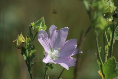 Tsvety: tyul'pany, rozy, polevyye ben drugiye40/5000flowers: Lale, gül, alan ve diğerleri