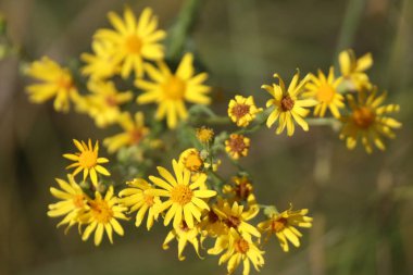 Tsvety: tyul'pany, rozy, polevyye ben drugiye40/5000flowers: Lale, gül, alan ve diğerleri