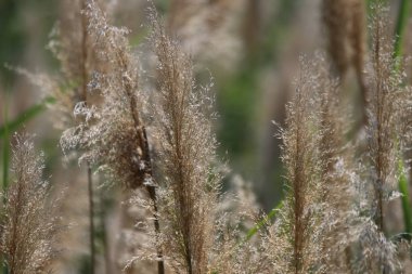 Tsvety: tyul'pany, rozy, polevyye ben drugiye40/5000flowers: Lale, gül, alan ve diğerleri