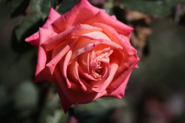 Çiçek: Lale, gül, alan ve diğerleri