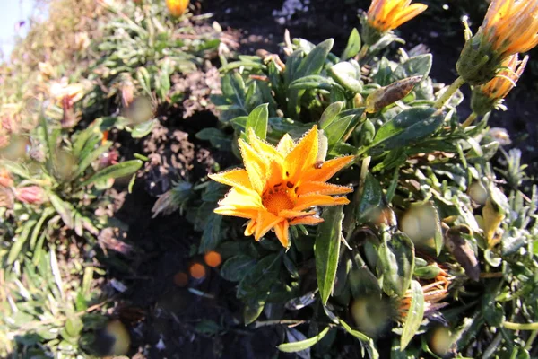 Flores Tulipanes Rosas Campo Otros — Foto de Stock