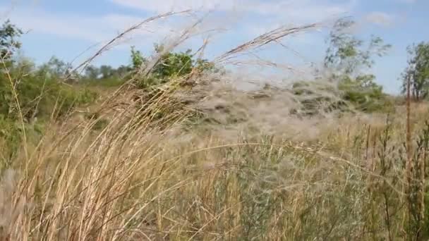 Eine Nahaufnahme eines trockenen Grasfeldes — Stockvideo