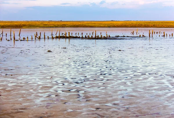 Bir su kütlesinin yanında duran bir martı sürüsü.