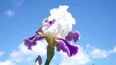 Bir çiçeğe yakın çekim