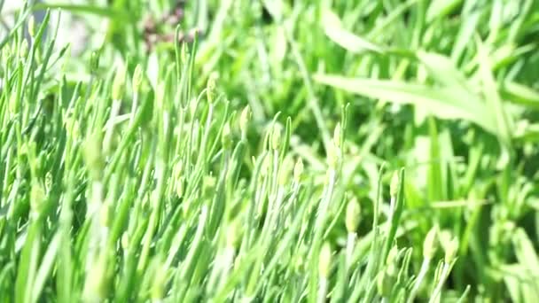 En närbild av ett grönt fält — Stockvideo