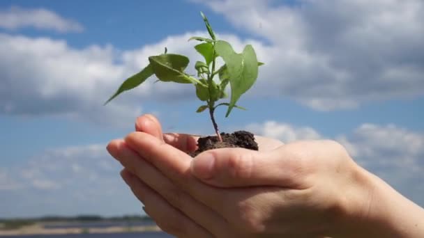 Рука тримає рослину — стокове відео