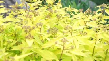 Bir ağacın yakın çekimi.