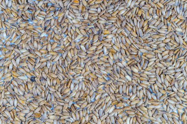 Şeytani bir çember şeklinde ham hecelenmiş tahıl yığını 