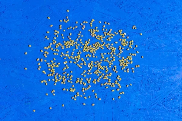 Yeşil fasulye tohumu, mavi arka planda üstten çıkarılır.