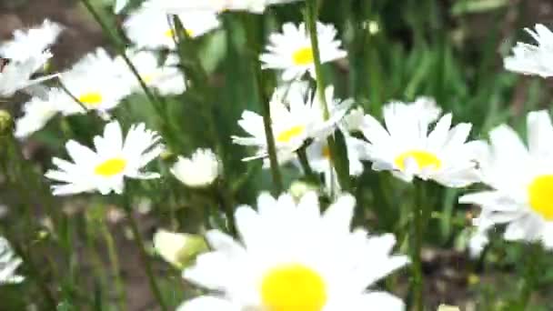 Um fim de uma flor amarela — Vídeo de Stock