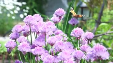 Mor çiçeğe yakın plan