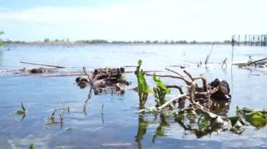 Mor çiçeğe yakın plan