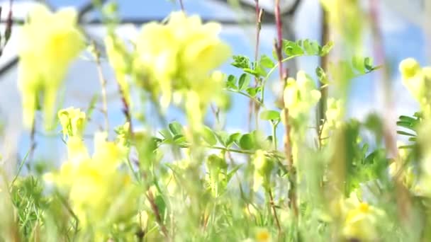 Сердита трава на тлі високовольтної лінії електропередач — стокове відео