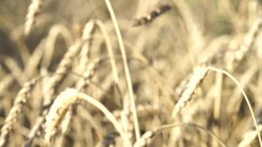 Tarım tarlasında Altın Sarı Buğday Kulakları