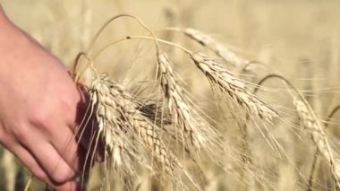 Kadınlar gün batımında buğday kulaklarına dokunur.