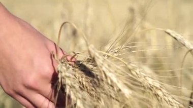Kadınlar gün batımında buğday kulaklarına dokunur.