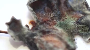 Erikli parçalar küf ve mantarla dalgalanıyordu.