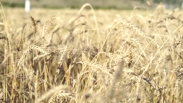 Golden Yellow Wheat Ears in Agricultural cultivated field — Stock Video