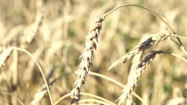 Oreilles de blé jaune doré dans les champs cultivés agricoles — Video