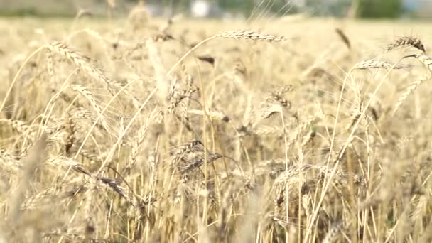 Goldene Gelbe Weizenohren auf landwirtschaftlichem Feld — Stockvideo