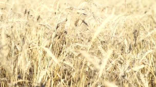 Orejas de trigo amarillo dorado en el campo agrícola cultivado — Vídeo de stock
